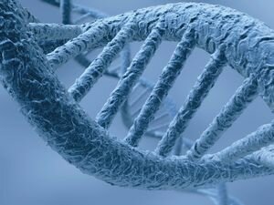 Генетическая экспертиза ДНК